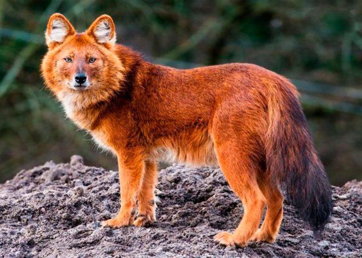 Иванова Марина