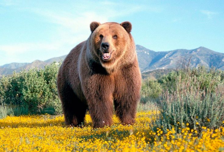 Буглин Алексей